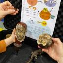 Imagem Busca en el Museo: el origen de la vida y los dinosaurios