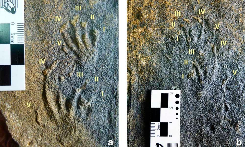Ir para Imagem El equipo científico del MUJA y la Universidad de Geociencias de China documentan en Asturias los primeros rastros de lagartos jurásico de Europa